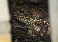 Rhinella marina