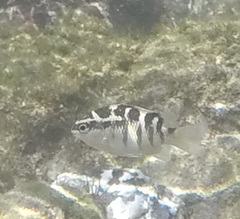 Abudefduf concolor