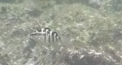 Abudefduf concolor