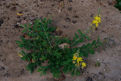Crotalaria retusa