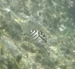 Abudefduf concolor