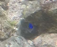 Stegastes acapulcoensis