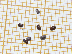 Lavandula pedunculata