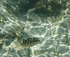 Abudefduf concolor