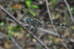 Dythemis nigra