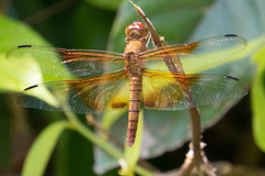 Camacinia gigantea