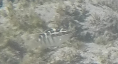 Abudefduf concolor