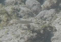 Halichoeres notospilus