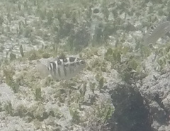 Abudefduf concolor