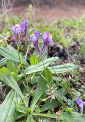 Linaria algarviana