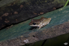 Craugastor raniformis