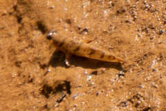 Oxudercinae