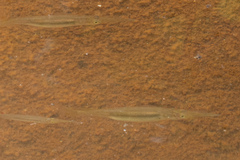 Dermogenys collettei