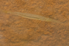 Dermogenys collettei