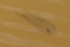 Mayaheros urophthalmus