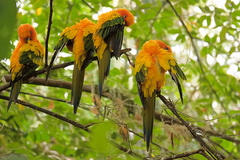 Aratinga solstitialis