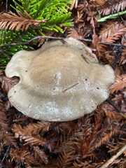 Cortinarius infractus