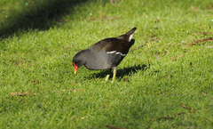 Gallinula chloropus chloropus