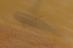 Stigmatogobius sadanundio