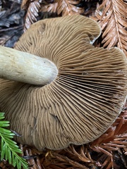 Cortinarius infractus