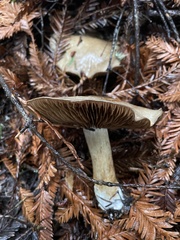 Cortinarius infractus