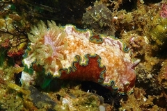 Glossodoris acosti