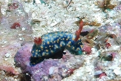 Hypselodoris infucata