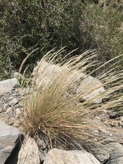 Pappostipa chrysophylla