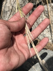 Pappostipa chrysophylla