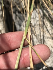 Pappostipa chrysophylla