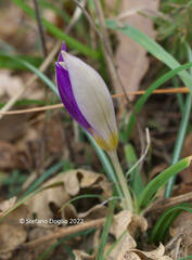 Crocus imperati