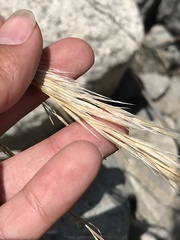 Pappostipa chrysophylla