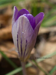 Crocus imperati