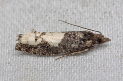 Epinotia trigonella
