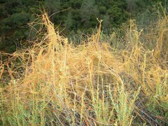 Cuscuta californica