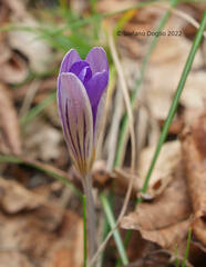 Crocus imperati