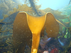 Laminaria setchellii