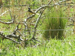 Pitangus sulphuratus