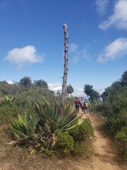 Agave salmiana