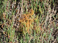Cuscuta pacifica