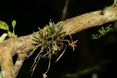 Maxillaria standleyi