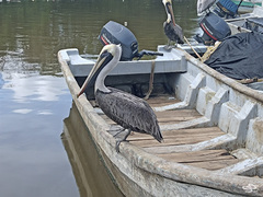 Pelecanus occidentalis