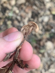 Mycetinis copelandii