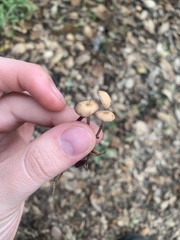 Mycetinis copelandii