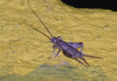 Mogoplistidae