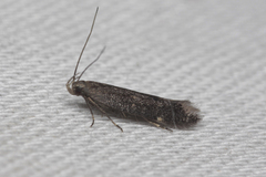 Aproaerema anthyllidella