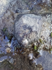 Amphibalanus amphitrite