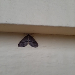 Operophtera occidentalis