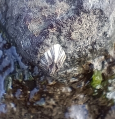 Amphibalanus amphitrite