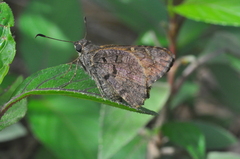Eudaminae